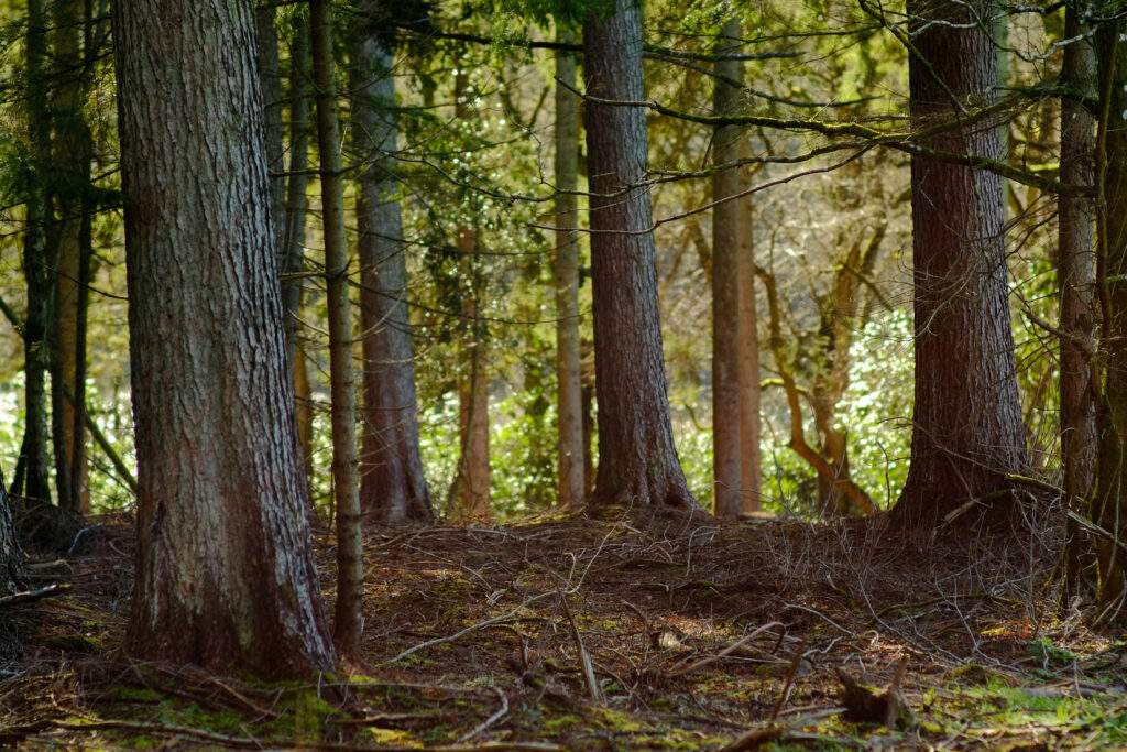 Tranquil forest wallpaper with tall textured trees sunlight filtering dense green foliage calm woods