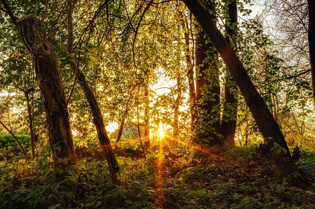 Tranquil forest wallpaper with tall trees lush greenery and warm sunlight filtering through leaves