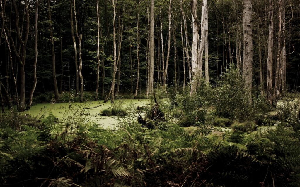 Tranquil forest wallpaper with tall trees lush green grass ferns dense woodland background