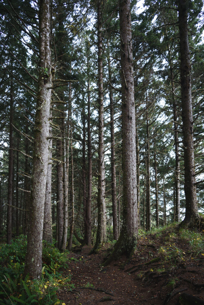Tranquil forest wallpaper with tall trees and soft daylight filtering through green canopy