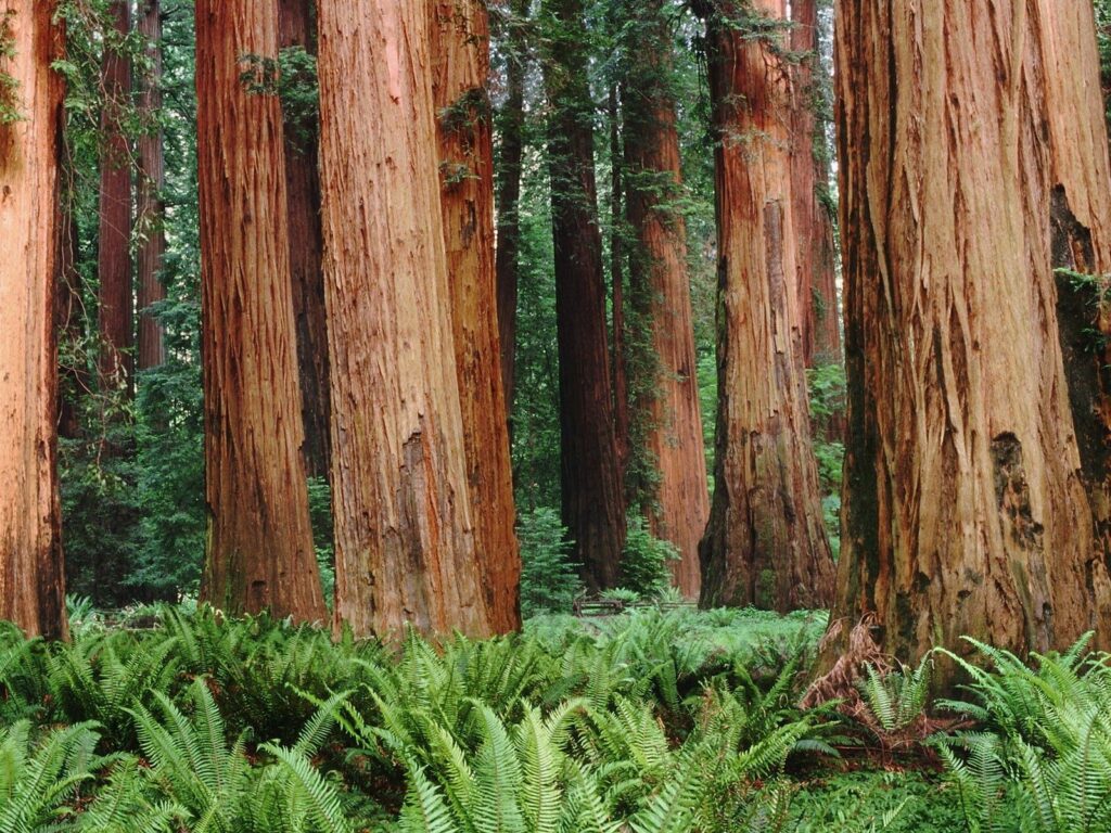 Dense forest wallpaper with towering tree trunks textured bark and vibrant green ferns background