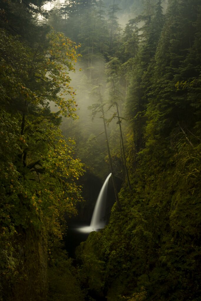 Serene forest with towering trees lush green foliage waterfall cascading over rocks misty basin wallpaper