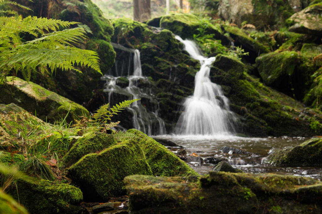 Serene forest wallpaper with lush ferns mossy rocks and gentle waterfall over clear stream