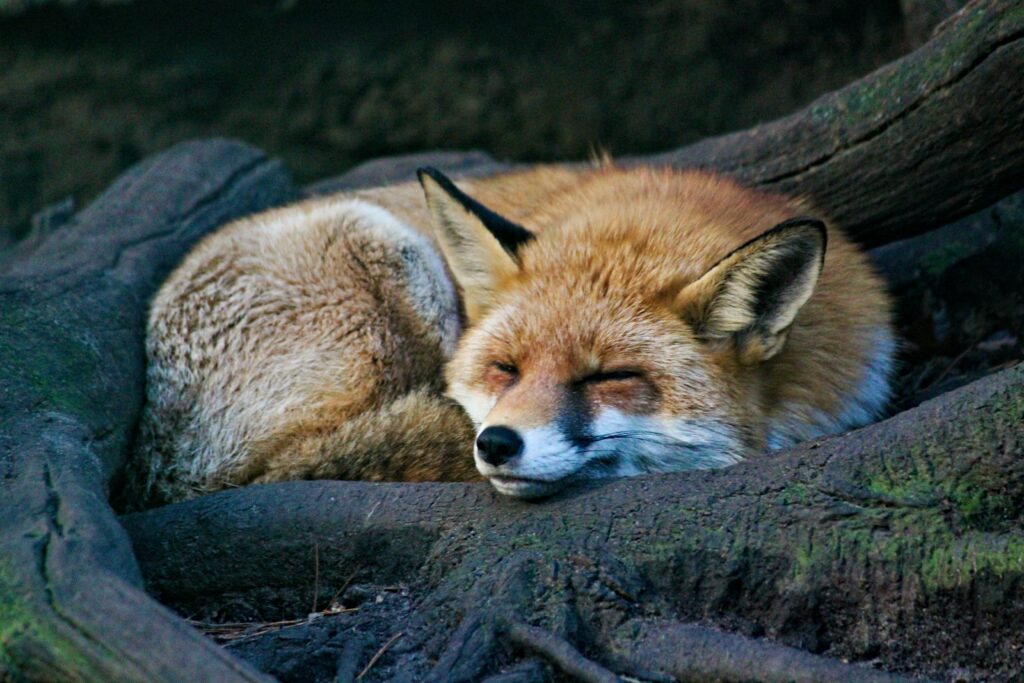 Tranquil Fox Sleeping Under Tree - Serene Wildlife Wallpaper