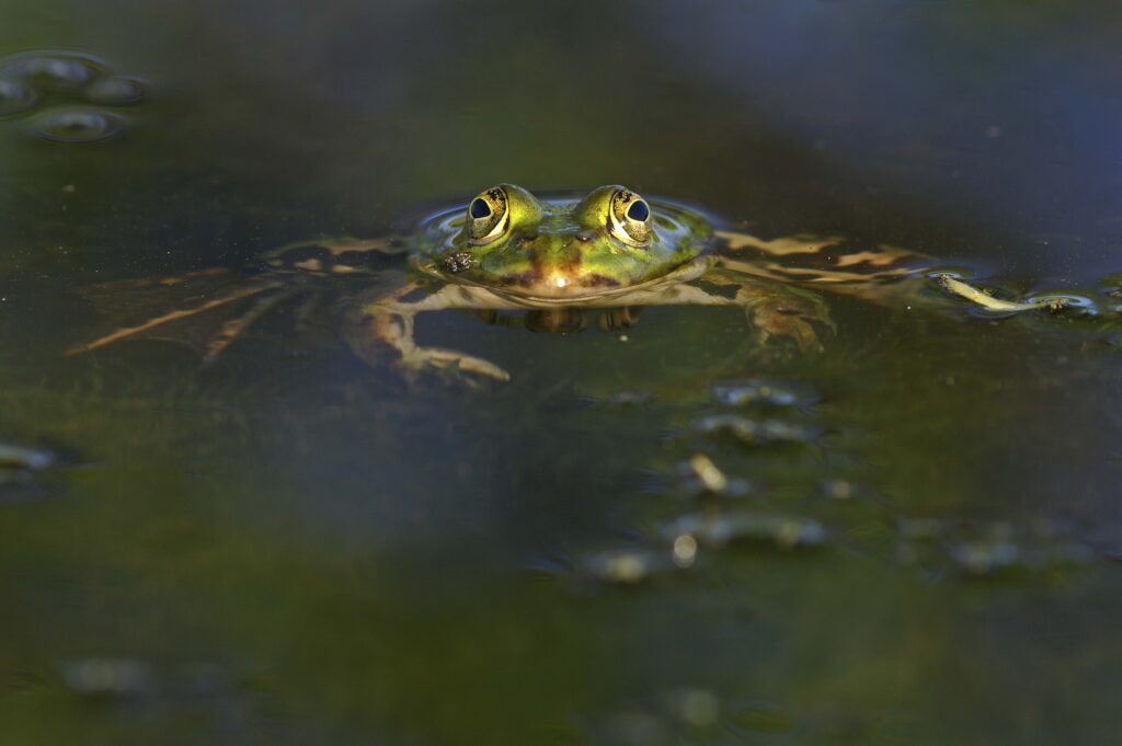 Tranquil Frog Close-Up Wallpaper | Serene Pond Reflections
