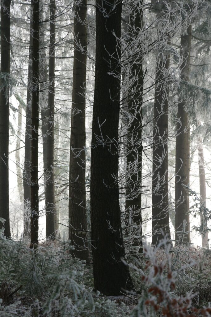 Wintry forest wallpaper with frosted tree trunks delicate branches in serene muted tones background