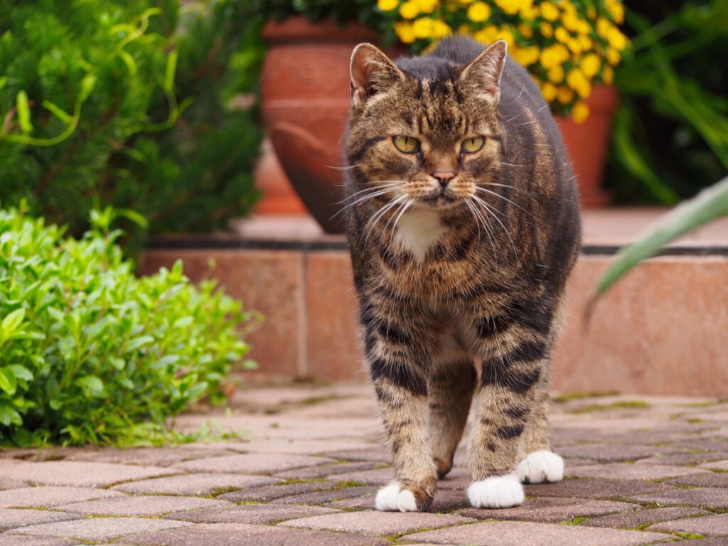 Serene Tabby Cat Strolling Through Lush Garden Pathway Wallpaper