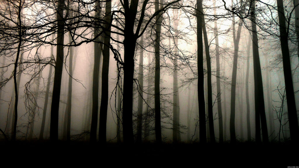 Tranquil Haven amidst the Enigmatic Shadows - Dark Forest Serenity Wallpaper