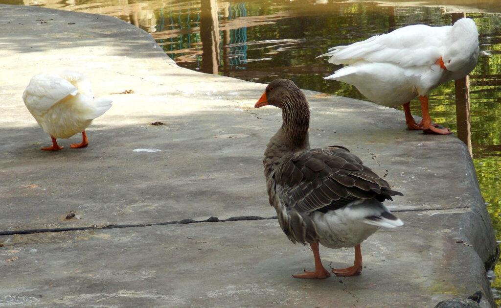 Tranquil Geese by Water: Serene Nature Wallpaper Background