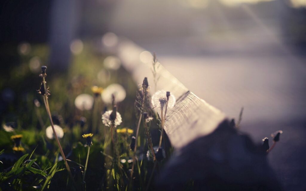 Tranquil Grass & Dandelions Wallpaper - Serene Background Art