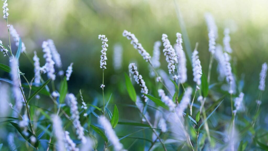 Tranquil Grass & Flower Wallpaper: Serene Nature Close-Up