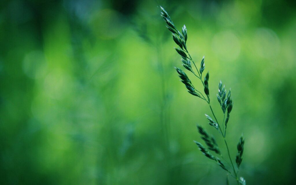Serene Grass Stalks Wallpaper: Natural Beauty & Tranquility