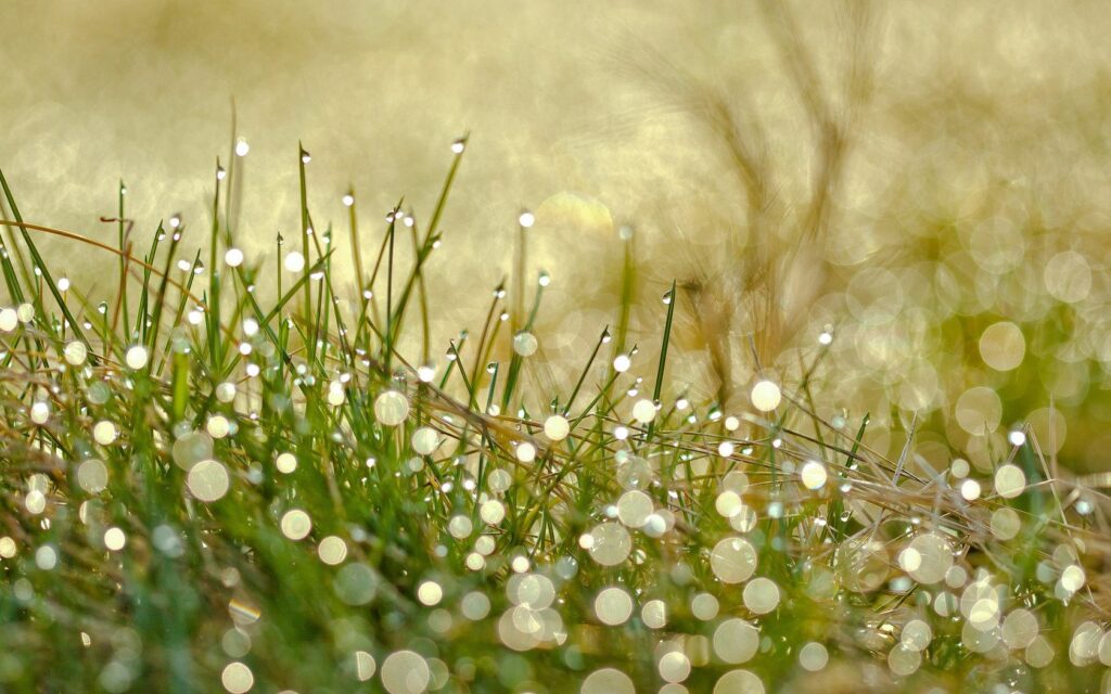 Tranquil Grass Wallpaper with Dewdrops & Soft Light Background