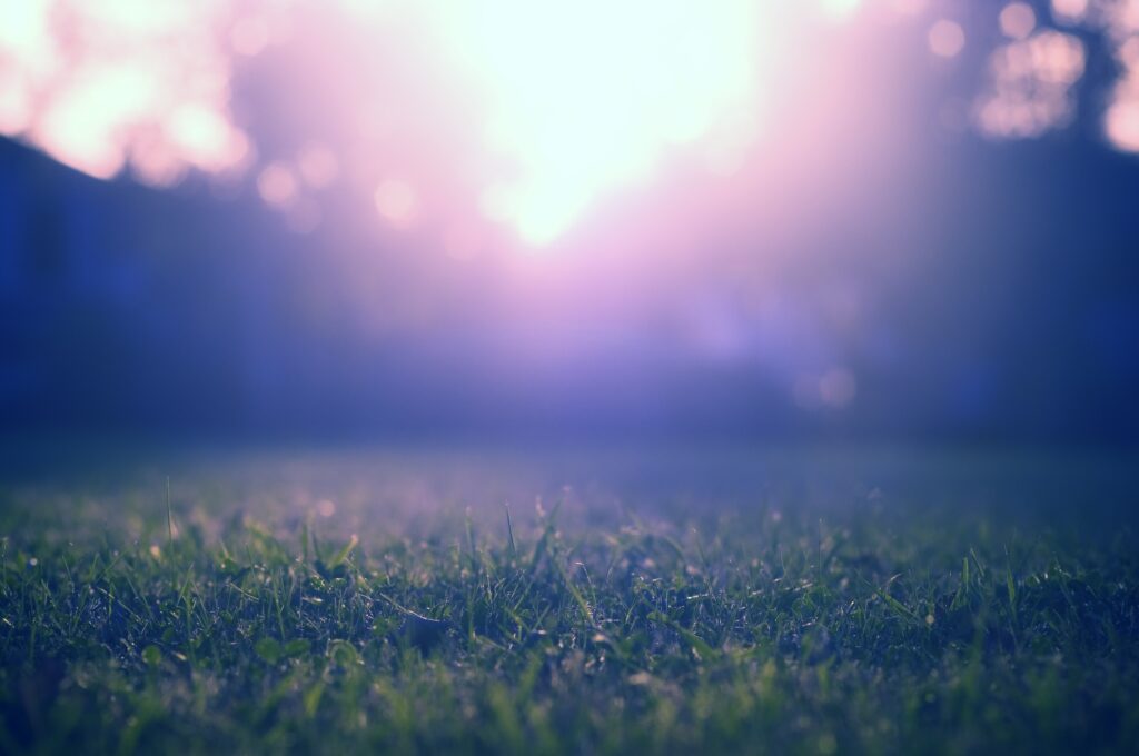 Tranquil Grass Wallpaper: Soft Blur & Warm Light Background