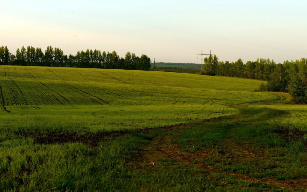 Vast green agricultural field with neat crop rows under cloudy sky and distant tree line Wallpaper