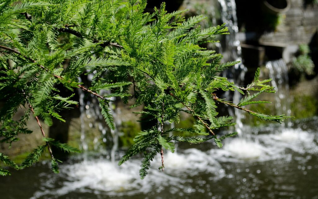 Lush green branch over flowing water with gentle waterfalls creating a tranquil nature scene Wallpaper