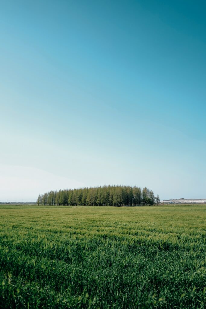 Tranquil Green Field Wallpaper: Peaceful Nature Landscape Background