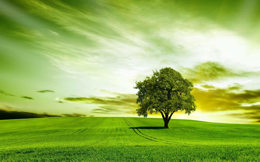 Tranquil Green Field Wallpaper with Graceful Tree & Glowing Sky