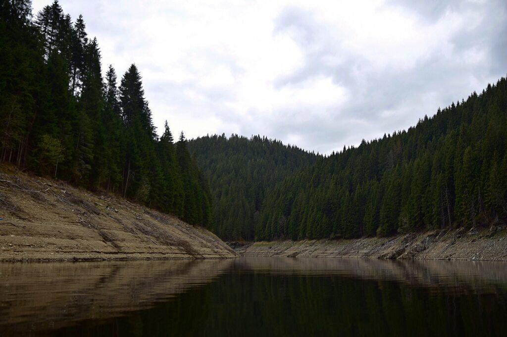 Serene dense green forest along calm lake with peaceful reflections under overcast sky wallpaper