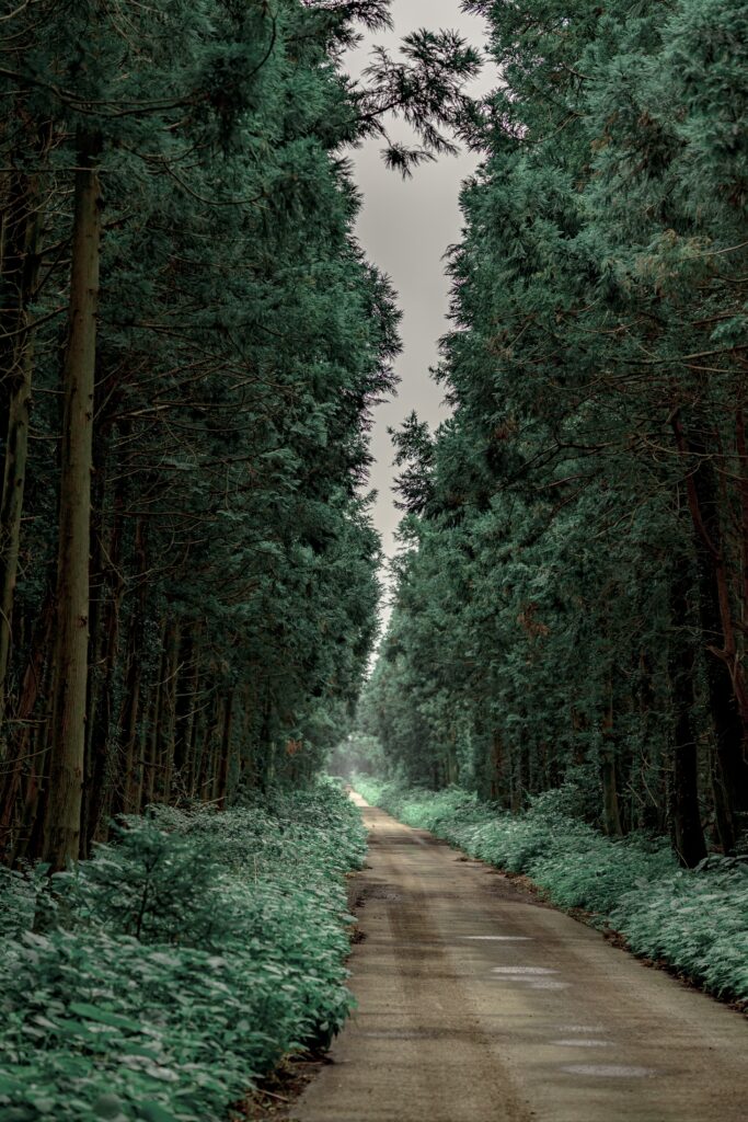Narrow road through lush green trees and bushes creating tranquil nature wallpaper background