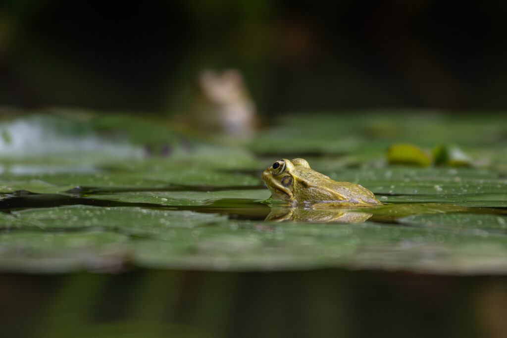 Tranquil Green Frog Reflection in Serene Pond - Nature Wallpaper