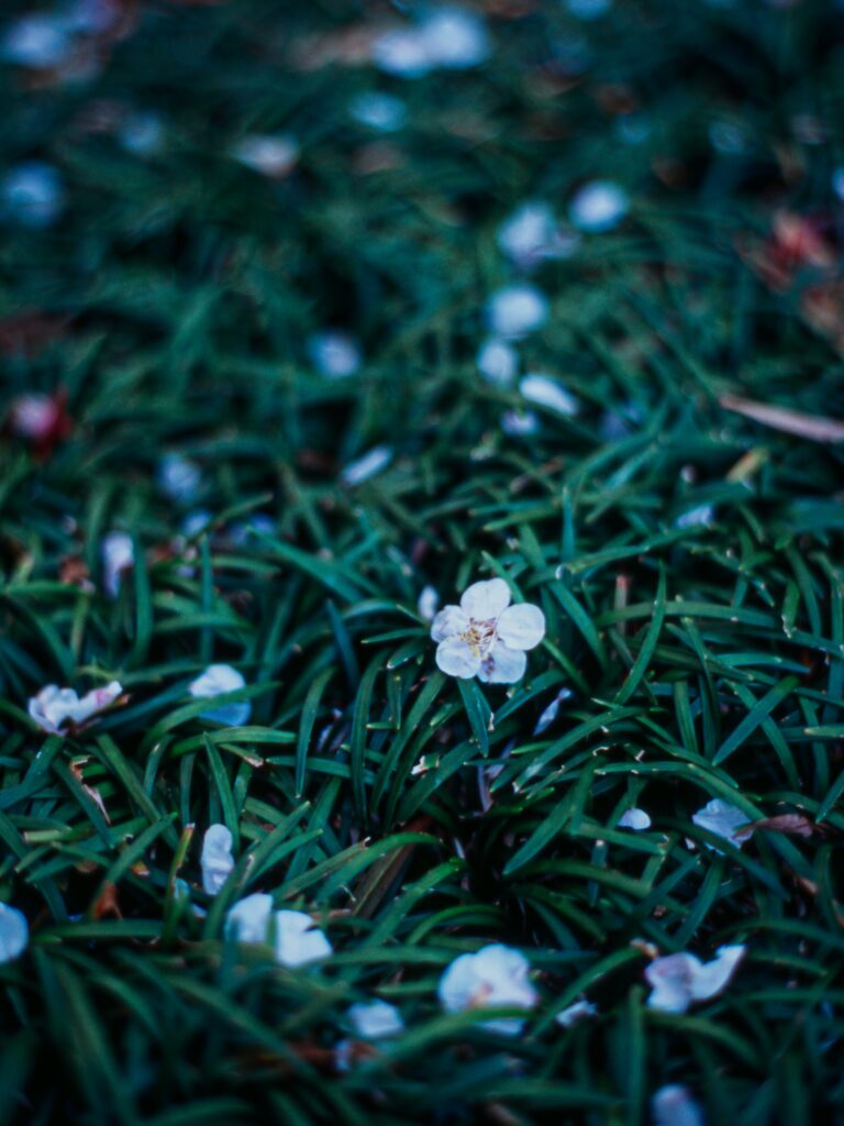 Serene Green Grass Wallpaper with Delicate White Flowers at Dusk