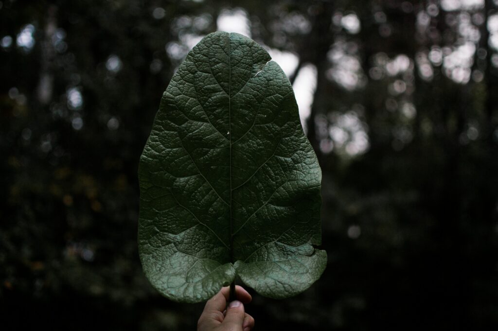 Hand holding large green leaf showing detailed veins with blurred forest background wallpaper