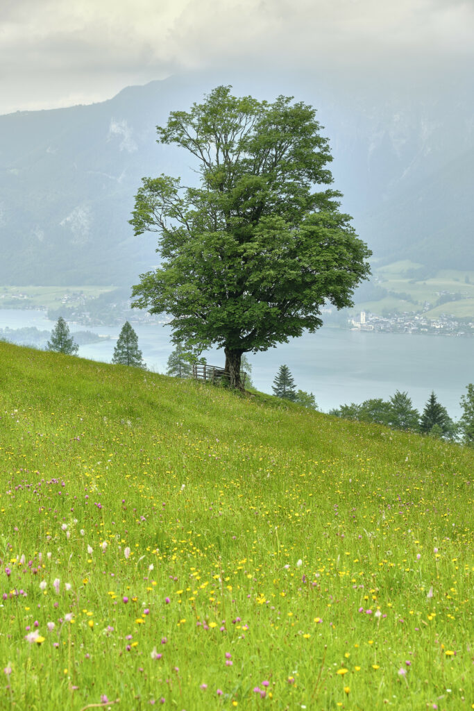 Vibrant wildflower field with lone tree misty mountains and calm lake peaceful nature wallpaper