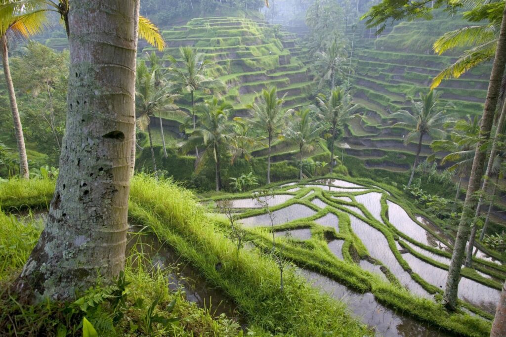 Lush green rice terraces on hills beneath tall palms with misty air highlighting rural Asia Wallpaper