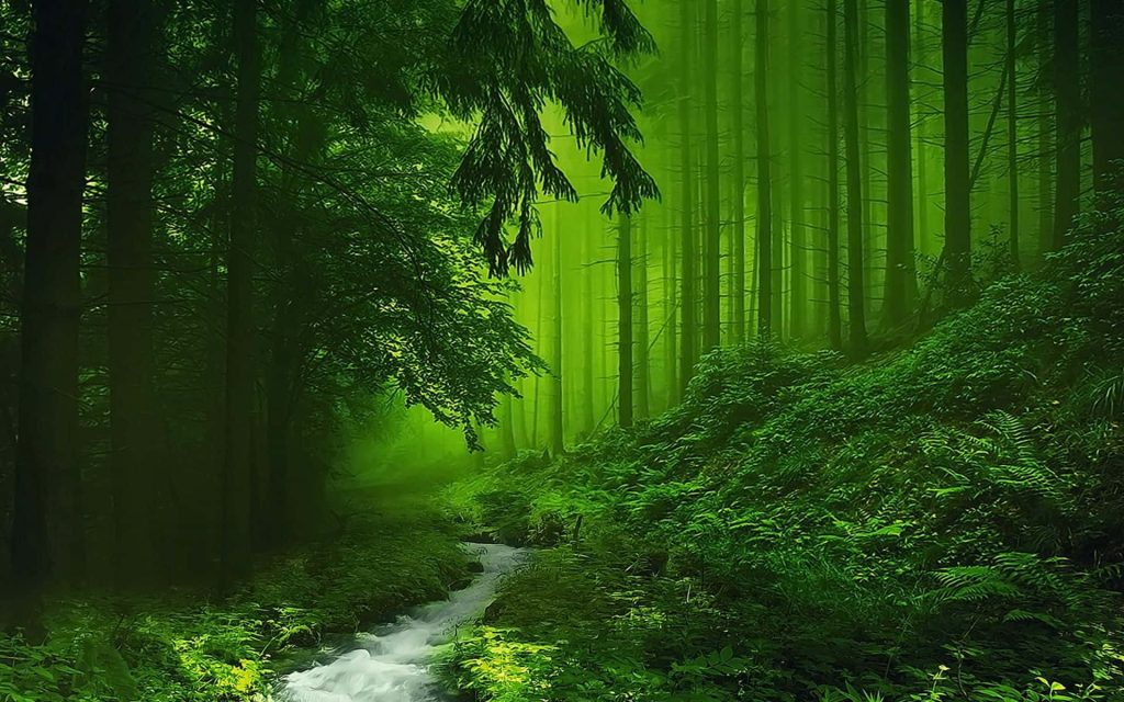 Serene forest stream flowing through lush ferns and towering trees in a misty greenery background Wallpaper
