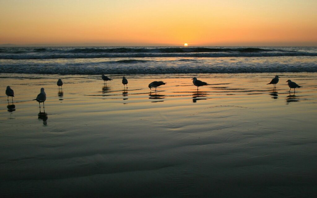 Serene Sunset Wallpaper: Gulls on Reflective Shoreline Background