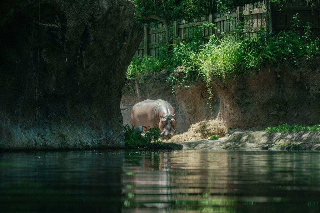 Tranquil Hippo by Water's Edge Amidst Lush Greenery and Rocks Wallpaper