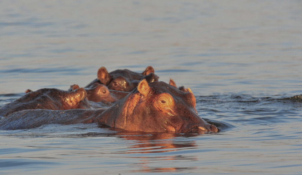 Serene Hippos Swimming in Tranquil River - Peaceful Nature Background Wallpaper