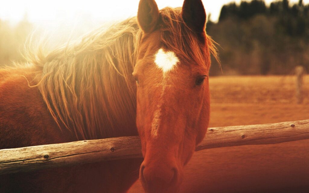 Tranquil Horse Close-Up Wallpaper with Soft Warm Lighting
