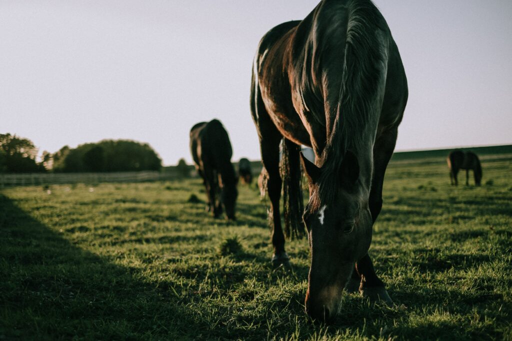 Peaceful Horses Grazing Wallpaper - Tranquil Countryside Background