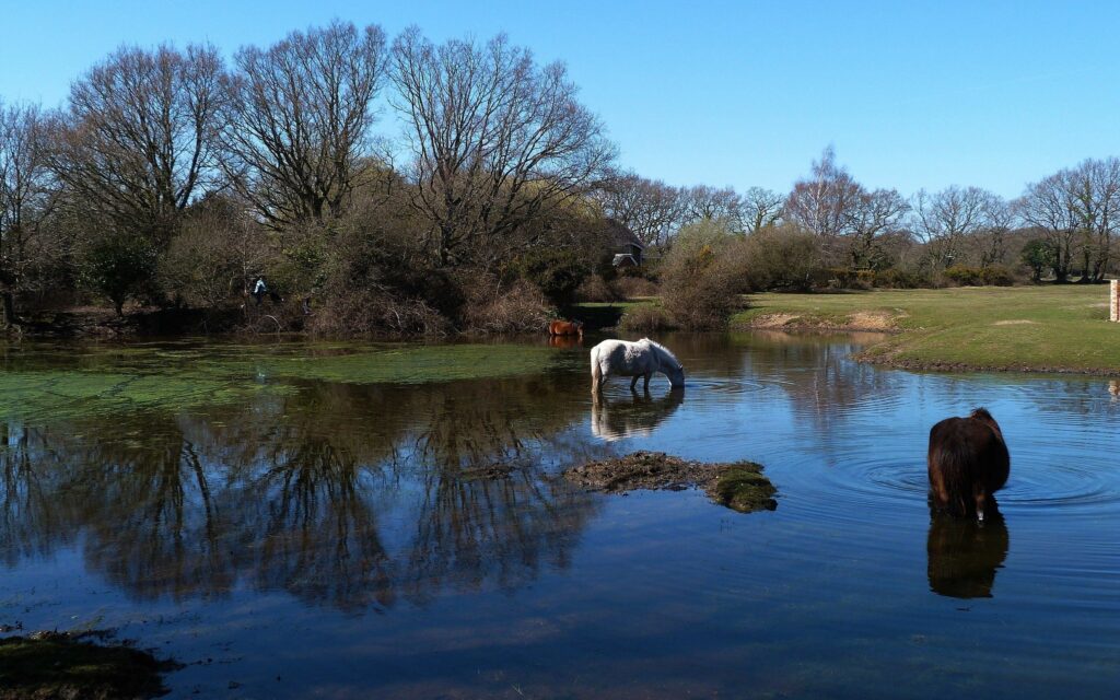 Horses wading in calm river with lush grass and leafless trees under clear blue spring sky wallpaper