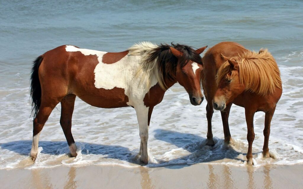 Serene Beach Wallpaper: Brown & Spotted Horses by Water's Edge