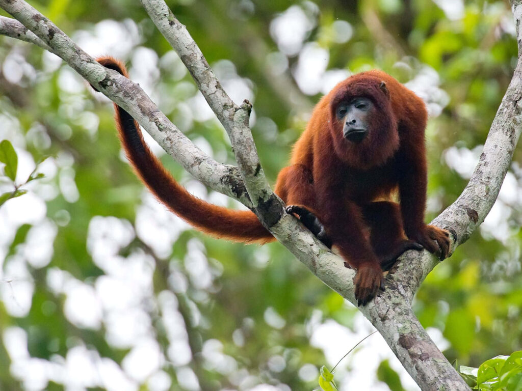 Tranquil Howler Monkey on Tree Branch in Lush Green Forest Wallpaper