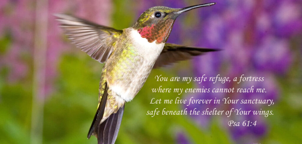 Tranquil Hummingbird Amid Vibrant Flowers - Serene Wallpaper Background