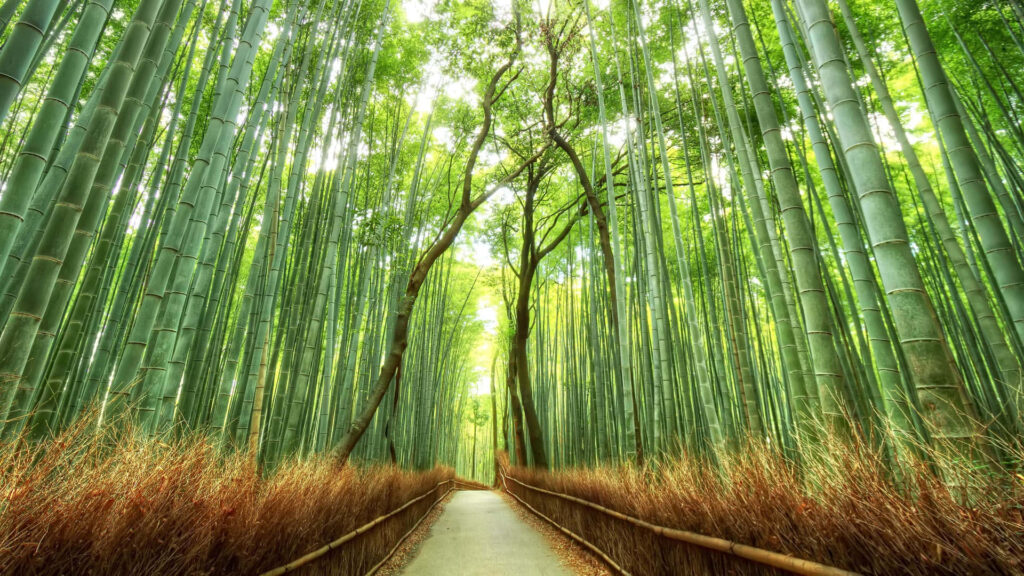 Tranquil winding path through lush green Japanese bamboo forest with towering stalks canopy Wallpaper