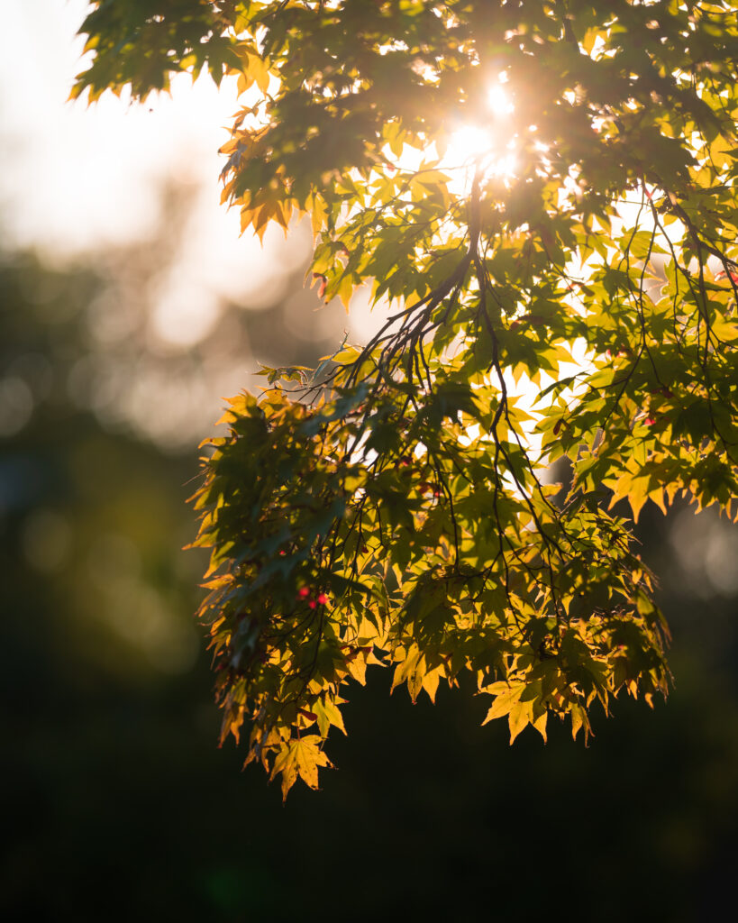 Tranquil Japanese Maple Wallpaper: Soft Sunlit Green Tones