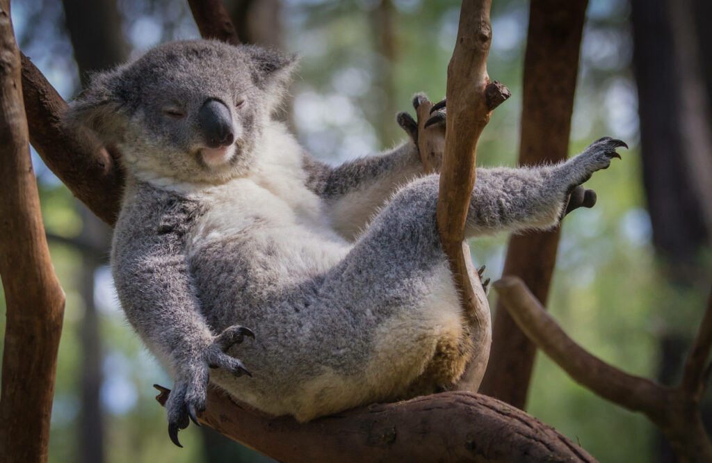 Tranquil Koala Bear Wallpaper: Relaxing on a Tree Branch