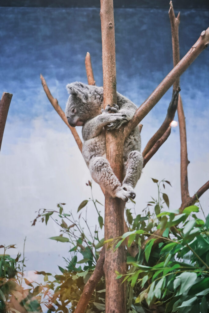Tranquil Koala Wallpaper: Lush Greenery & Serene Blue Background