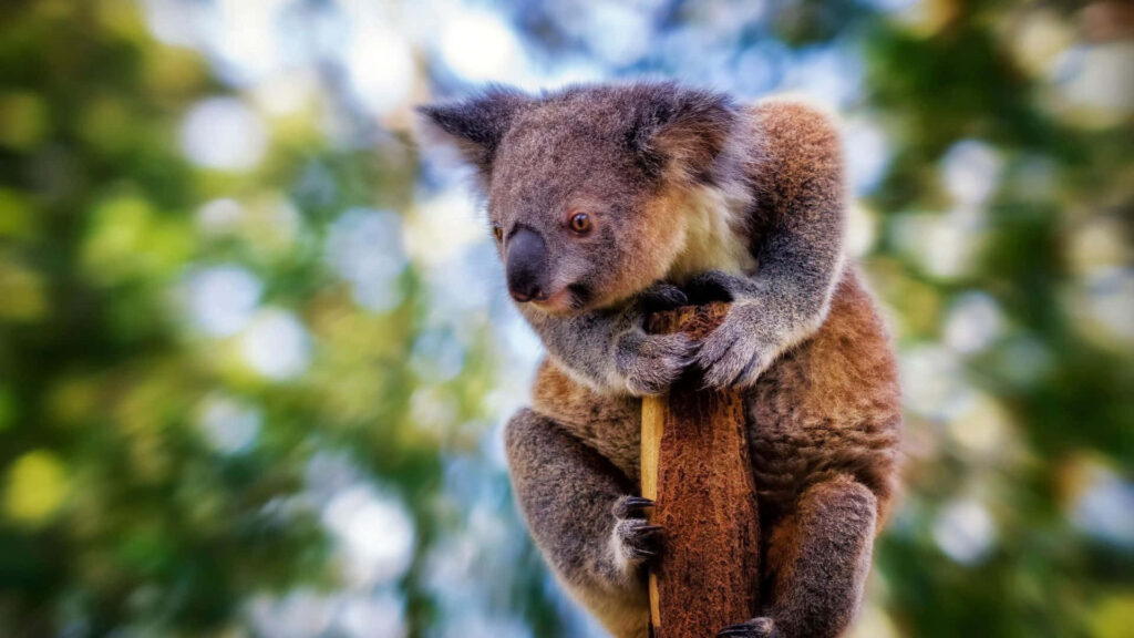 Tranquil Koala Perched in Lush Greenery – Nature's Serenity Wallpaper