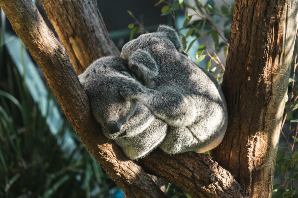 Tranquil Koalas Sleeping in Tree: Serene Nature Wallpaper