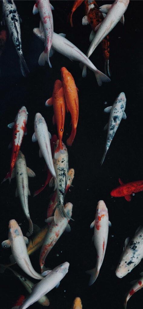 Serene Koi Fish Pond iPhone Wallpaper - Colorful Koi on Dark Background