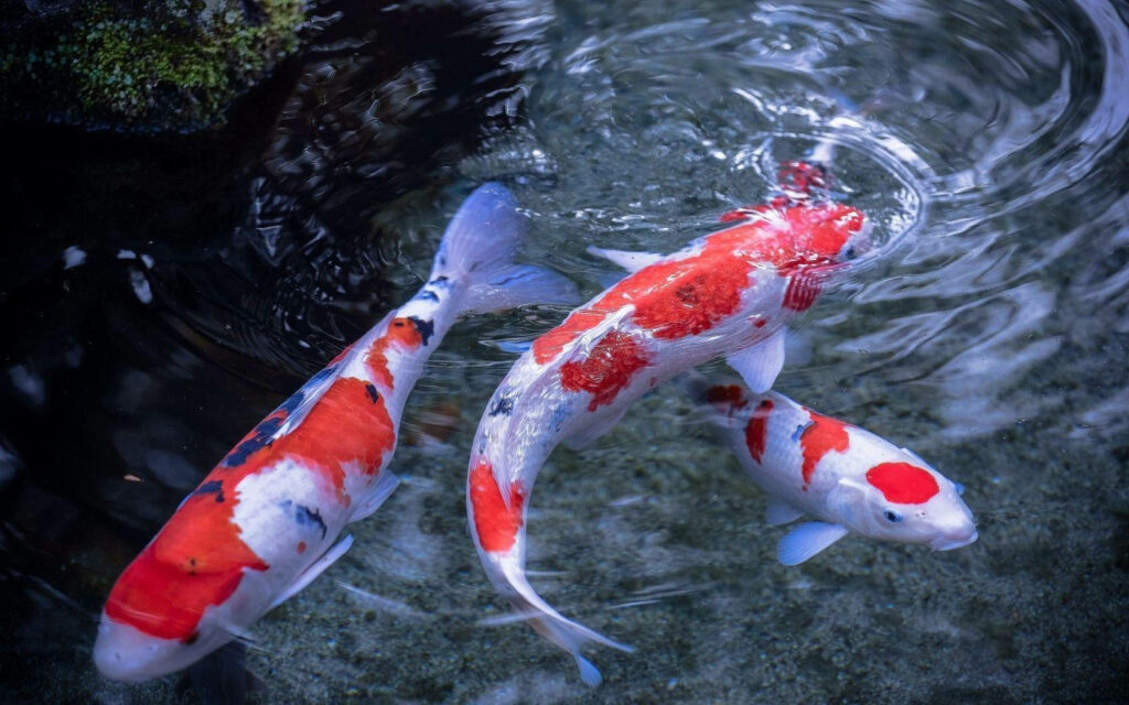 Tranquil Koi Pond Wallpaper: Vibrant Fish & Calming Water Reflections