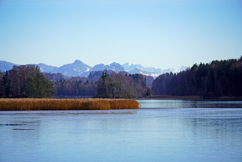 Serene lake with dense trees golden reeds and majestic mountains under clear blue sky wallpaper