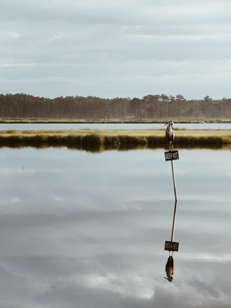 Tranquil lake reflection with moody sky lush grasses distant trees and bird on keep out sign Wallpaper