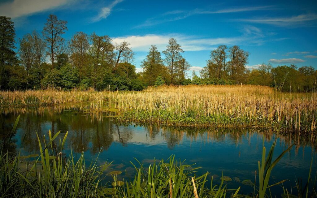 Serene lake with tall reeds lush greenery trees under blue sky and soft scattered clouds nature wallpaper